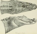spectacled caiman, white caiman (Caiman crocodilus)