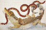 spectacled caiman (Caiman crocodilus), American pipe snake (Anilius scytale)