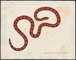 red pipe snake, false coral snake (Anilius scytale)