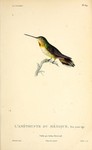 broad-tailed hummingbird (Selasphorus platycercus)