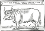 aurochs, urus, ure (Bos primigenius)