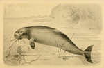 Steller's sea cow (Hydrodamalis gigas), extinct