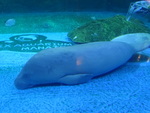 West African manatee, sea cow (Trichechus senegalensis)