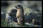 Tatra marmot (Marmota marmota latirostris)