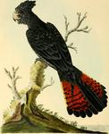 red-tailed black cockatoo (Calyptorhynchus banksii)
