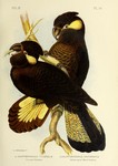yellow-tailed black cockatoo (Calyptorhynchus funereus)