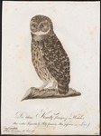 boreal owl (Aegolius funereus)