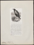 Steller's sea eagle (Haliaeetus pelagicus)