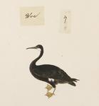 pelagic cormorant, Baird's cormorant (Phalacrocorax pelagicus)