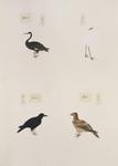 pelagic cormorant (Phalacrocorax pelagicus), little egret (Egretta garzetta), black kite (Milvus...