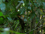 Palawan flycatcher (Ficedula platenae)