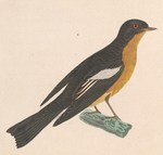 mugimaki flycatcher, robin flycatcher (Ficedula mugimaki)