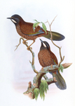 black-faced laughingthrush (Trochalopteron affine)