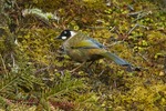 black-faced laughingthrush (Trochalopteron affine)