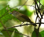 melodious babbler (Malacopteron palawanense)