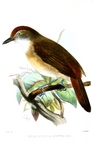 melodious babbler (Malacopteron palawanense)