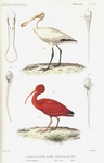 Eurasian spoonbill (Platalea leucorodia), scarlet ibis (Eudocimus ruber)