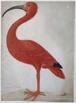scarlet ibis (Eudocimus ruber)