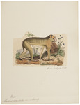 Barbary macaque, magot (Macaca sylvanus)
