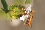 southern skipperling (Copaeodes minima)