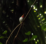 Puerto Rican tody (Todus mexicanus)
