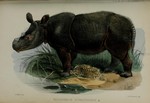 Sumatran rhinoceros, hairy rhinoceros, Asian two-horned rhinoceros (Dicerorhinus sumatrensis)