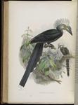 white-crested hornbill, long-tailed hornbill (Tropicranus albocristatus)