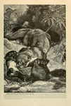 Eurasian River Otter (Lutra lutra), beech marten (Martes foina)