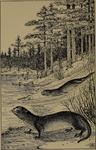 North American river otter (Lontra canadensis)