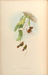 tufted coquette (Lophornis ornatus)