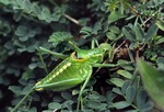 Poecilimon ornatus, ornate bright bush-cricket