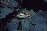 Poecilimon ornatus, ornate bright bush-cricket female