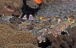 Gulf wobbegong, banded wobbegong (Orectolobus halei)
