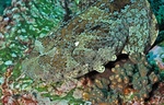 Gulf wobbegong, banded wobbegong (Orectolobus halei)