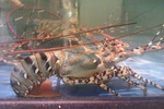Panulirus ornatus (ornate spiny lobster)