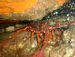 Jasus edwardsii, southern rock lobster