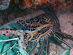 Panulirus versicolor, painted rock lobster