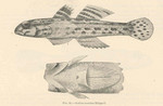Istigobius ornatus, Ornate goby