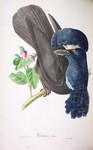 Amazonian umbrellabird (Cephalopterus ornatus)