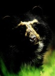Andean short-faced bear, spectacled bear (Tremarctos ornatus)