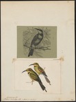 rainbow bee-eater (Merops ornatus)