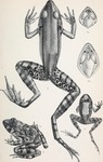 Zakerana keralensis, Hylarana guentheri, Indirana semipalmata