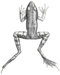 Günther's Amoy frog (Hylarana guentheri)