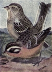 Smith's longspur (Calcarius pictus)