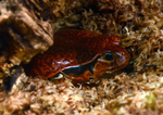Dyscophus guineti (false tomato frog)