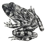 Zakerana keralensis (verrucose frog, Kerala warty frog)