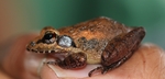 Indirana semipalmata (brown leaping frog)