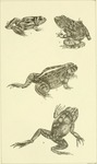 Euphlyctis cyanophlyctis (Indian skipper frog), Zakerana keralensis (verrucose frog), Sphaerothe...
