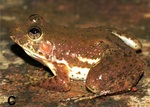 Euphlyctis cyanophlyctis (Indian skipper frog, skittering frog)