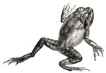 Sphaerotheca dobsonii (Mangalore bullfrog, Dobson's burrowing frog)